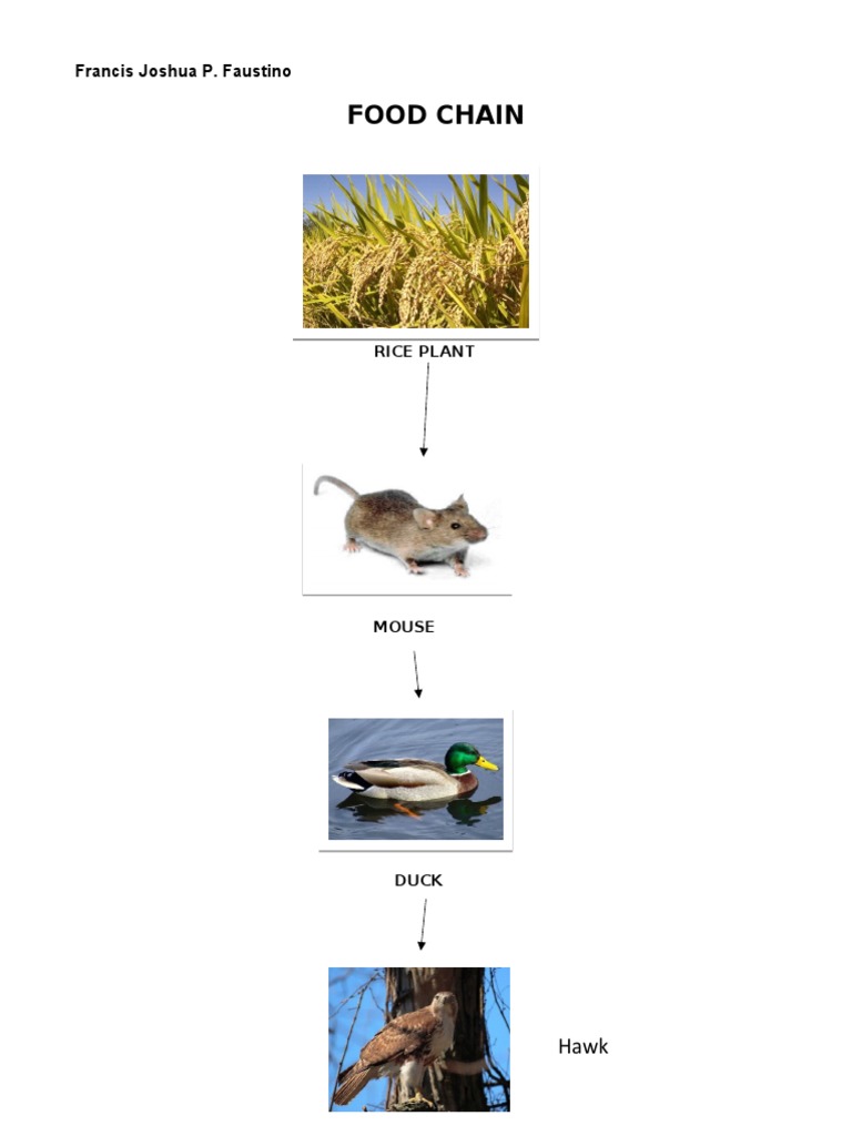 Food Chain: Rice Plant to Hawk | PDF