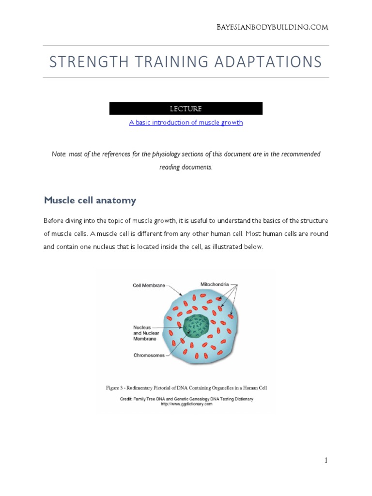 Adaptation To Strength Training | PDF | Muscle Hypertrophy | Myocyte