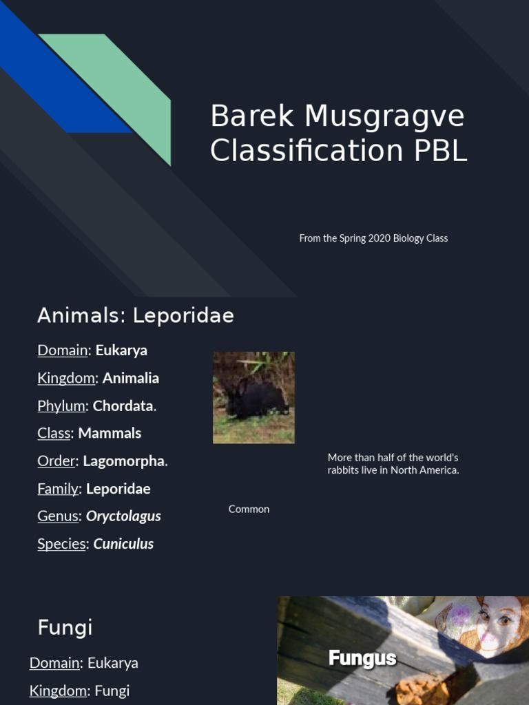 Barek Musgrave Classification PBL | PDF | Home & Garden | Technology ...