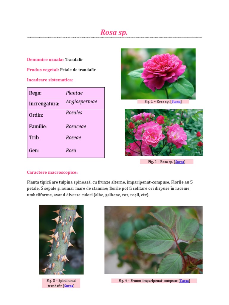 Rosa Sp. | PDF