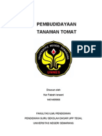 tanaman tomat