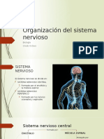 Organización del sistema nervioso octavo.pptx
