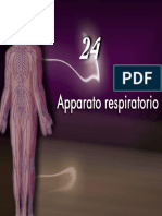 Apparato respiratorio2_2Martini