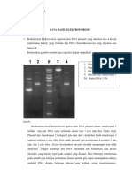 C1 - 162210101059 - Karima Pratiwi - Lap Sementara - Isolasi DNA Plasmid Dan Genom & Elektroforesis DNA PDF
