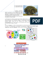 La Ceiba Desde 1955 Fue Declarada Árbol Nacional de Guatemala