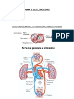 INIMA ȘI VASELE DE SÂNGE PT Elevi