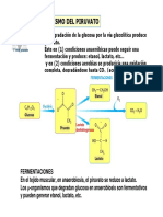 Metabolismo_del_piruvato.pdf