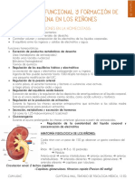 Cap. 26 Anatomía Funcional y Formación de Orina en Los Riñones