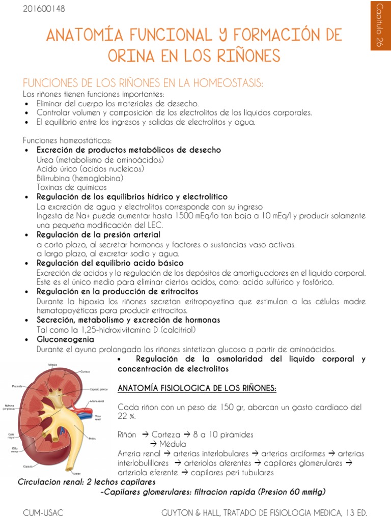 Anatomía y Función del Riñón | PDF | Riñón | Órgano (anatomía)