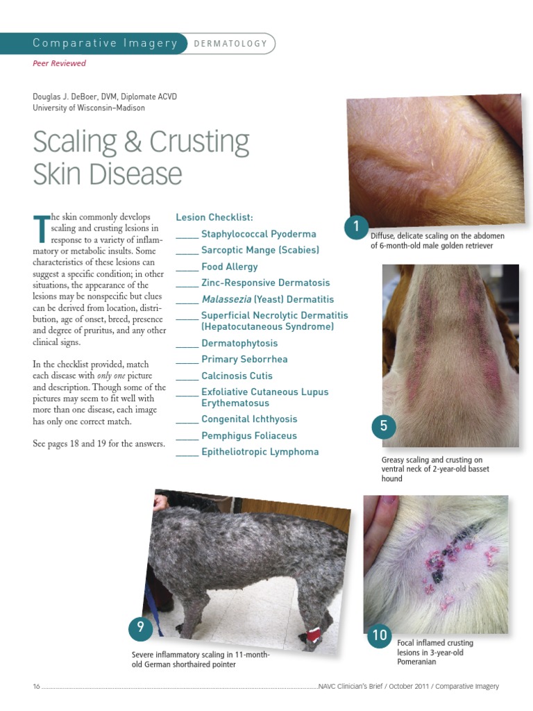Scaling & Crusting Skin Disease: Comparative Imagery | PDF | Diseases ...