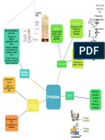 Mapa Mental de Proteínas