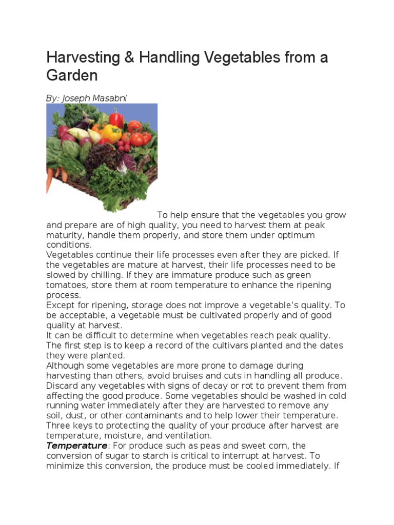 Harvesting & Handling Vegetables From A Garden By Joseph Masabni