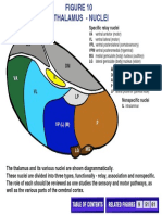 Specific Relay Nuclei