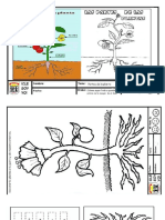 Partes de las plantas