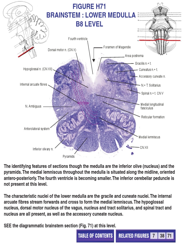Pyramids Inferior Olivary N | PDF | Brainstem | Central Nervous System