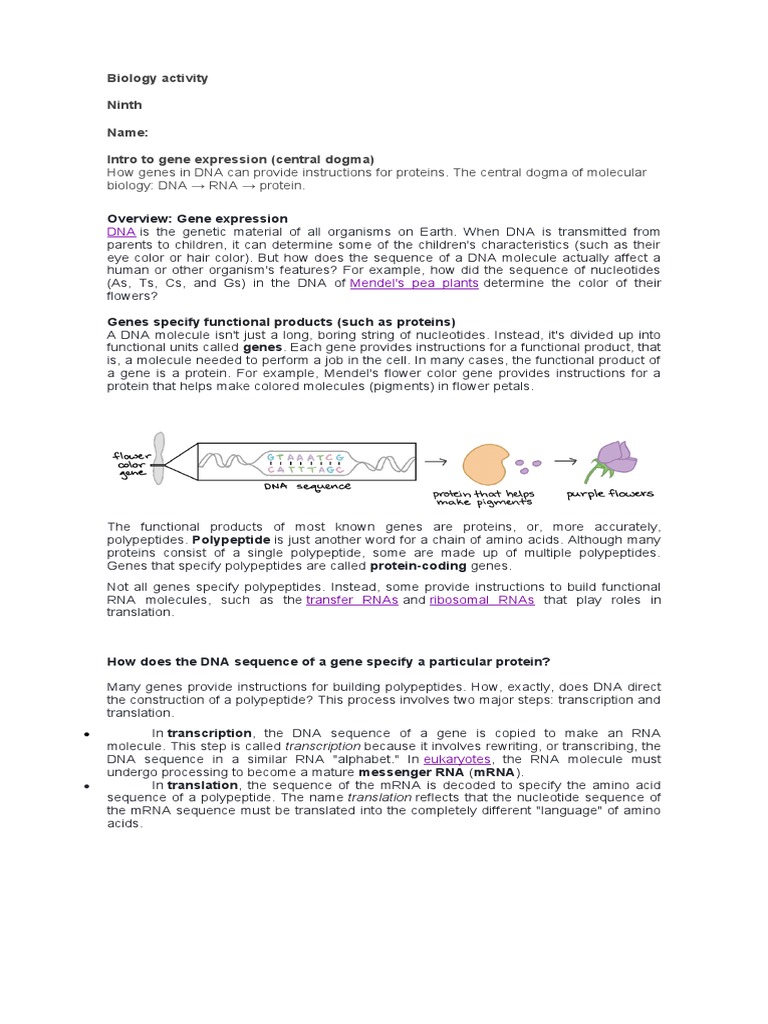 DNA To RNA Activity Ninth | PDF | Rna | Translation (Biology)