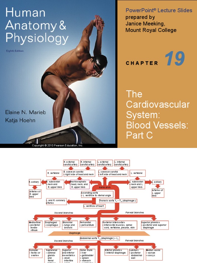 CH 19 Part 3 | PDF | Aorta | Common Carotid Artery