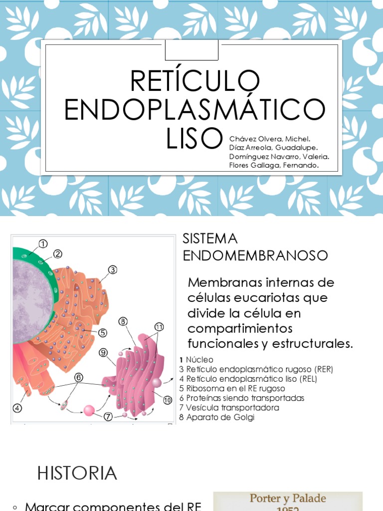Funciones del Retículo Endoplasmático Liso | PDF | Retículo ...