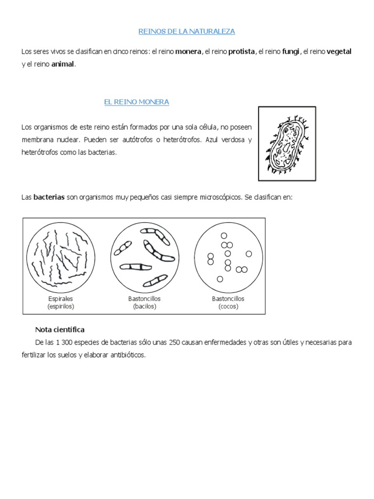 Taller Reinos Mónera y Protista | PDF | Las bacterias | Eucariotas