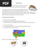 Taller Reino Animal