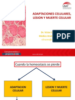 Adaptaciones Celulares, Lesion y Muerte Celular 1 PDF