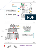 Clase 4-2018 Anatomía Del Tallo