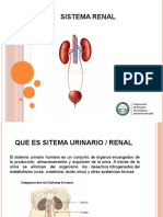 Sistema Renal