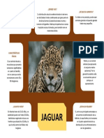 FICHA INFORMATIVA SOBRE EL Jaguar