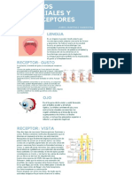 Organos Sensoriales