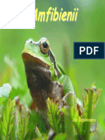 amphibia.pdf