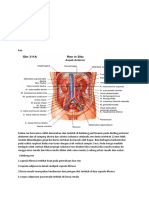 Tutor Sistem Urin Anatomi