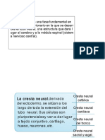 La Neurulación Es Una Fase Fundamental en El Desarrollo Embrionario en La Que Se Desarrolla El Tubo Neural