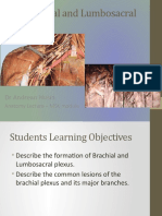 Brachial and Lumbosacral Plexus Injuries