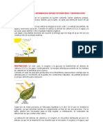 Cuales Son Las Diferencias Entre Fotosíntesis y Respiracion