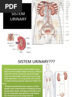 Download Sistem Urinary by Rere Tok SN46148064 doc pdf