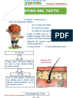 El Sentido Del Tacto Primaria