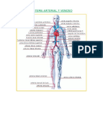 Sistema Arterial y Venoso