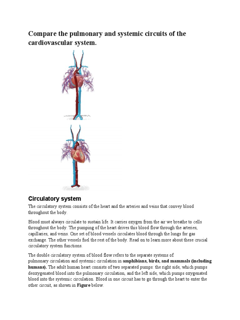 Compare The Pulmonary and Systemic Circuits of The Cardiovascular ...