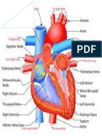 anatomia-inimii