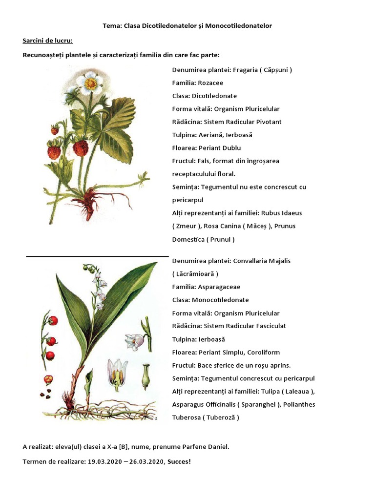 Familii de Plante | PDF
