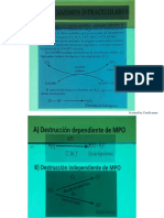 2.1 Anatopato Mediador Local-1 PDF