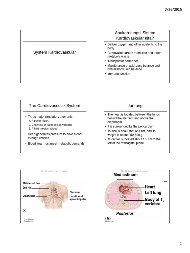 Sistem Kardiovaskular | PDF | Heart Valve | Coronary Circulation