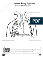 The Respiratory System Ac Tivity