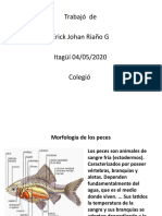 Morfología de peces, pulpos, camaleones, pelicanos, serpientes, monos, ballenas y gaviotas