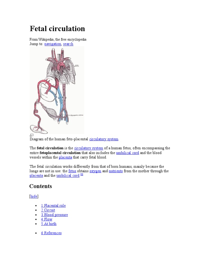 Umbilical vein - Wikipedia