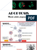 Apoptosis