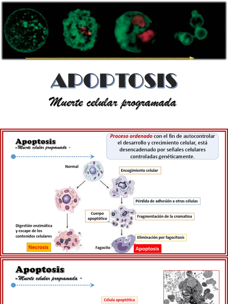 Apoptosis: Muerte Celular Programada | PDF | Bcl 2 | Apoptosis