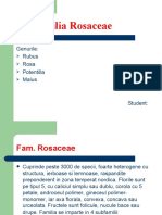 Familia Rosaceae