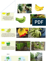 Banano Organico
