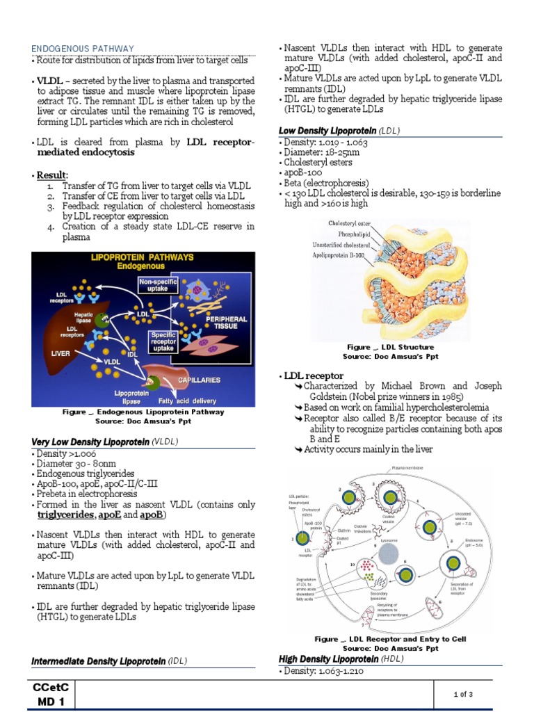 Lipid Transpor Via Lipoprotein Pt. 2 | PDF | Lipoprotein | High Density ...